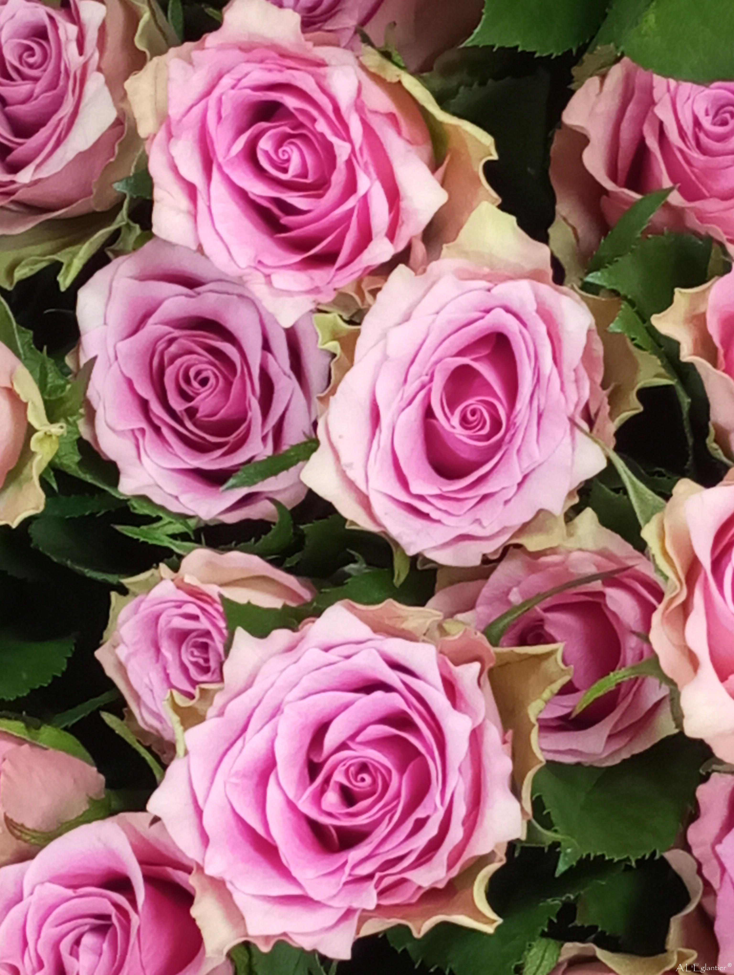 rose flirt