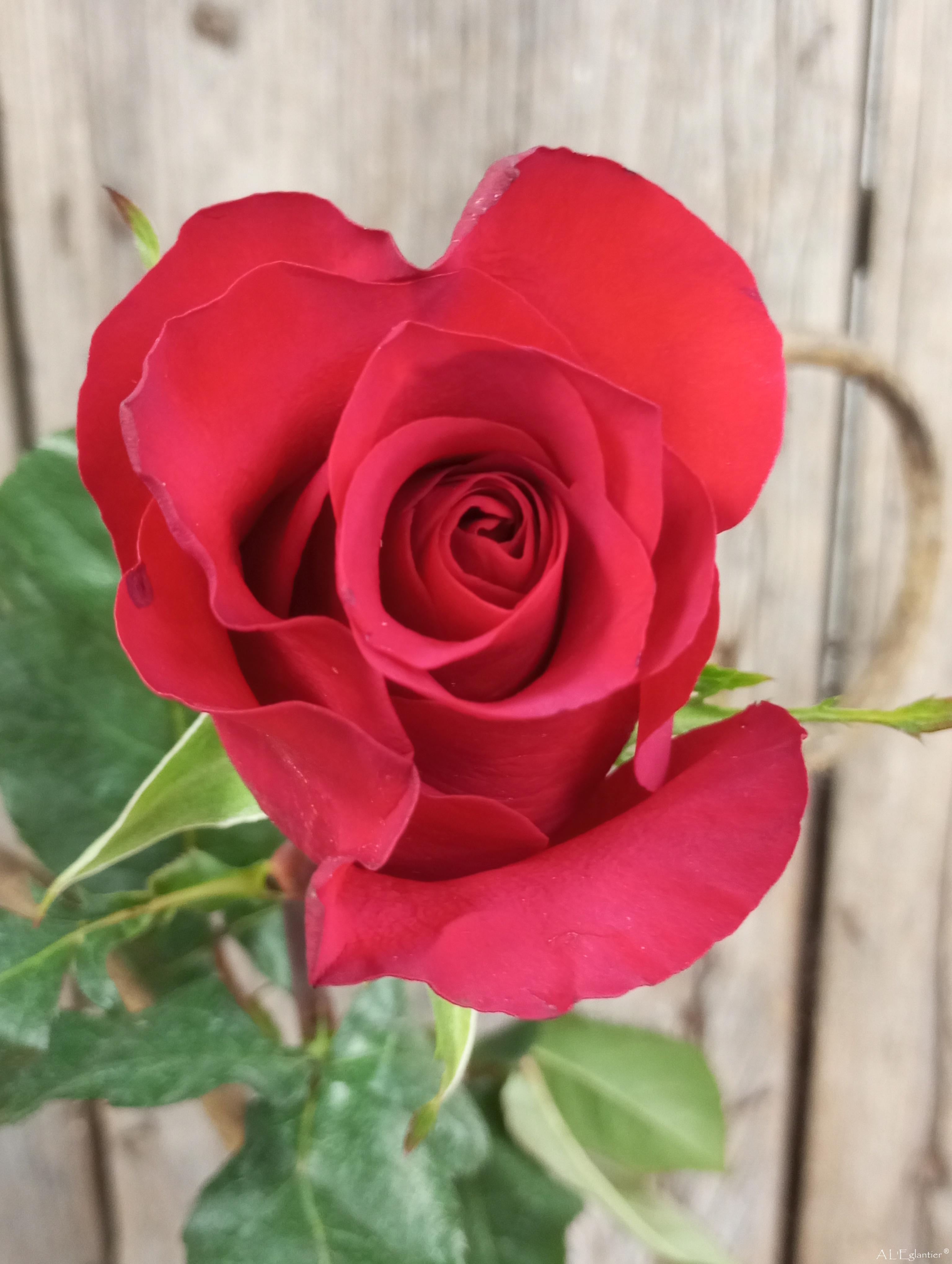 rose equateur mamma mia rouge