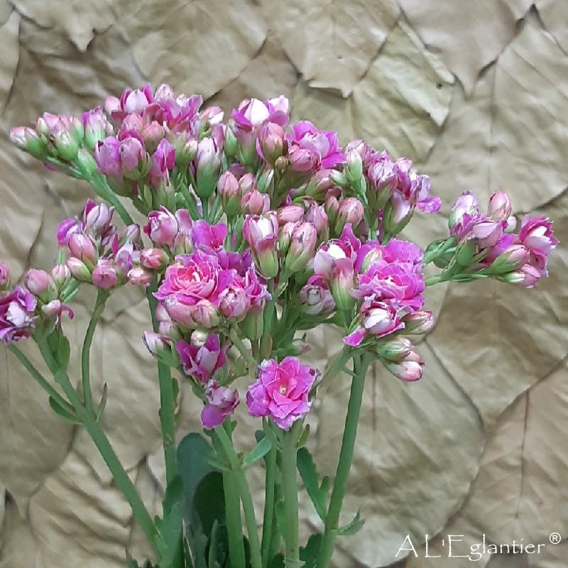 Kalankoe Brushe Rose Meadow tige