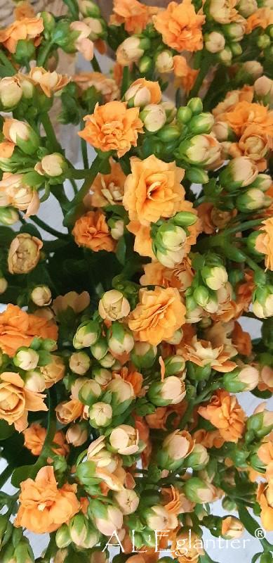 Kalankoë Spark Orange Meadow