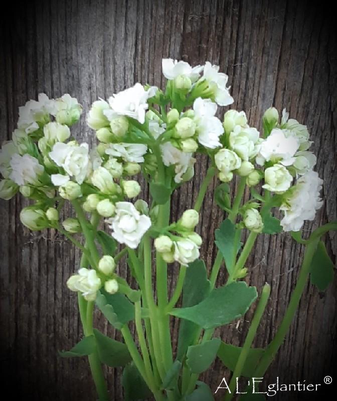 Kalankoe Gra Blanc Meadow