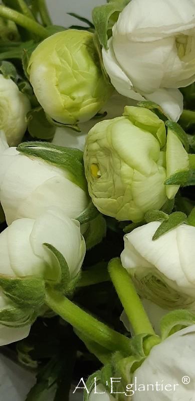 Renoncule Blanc