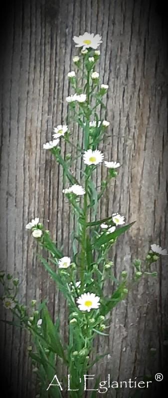 Aster Paquita