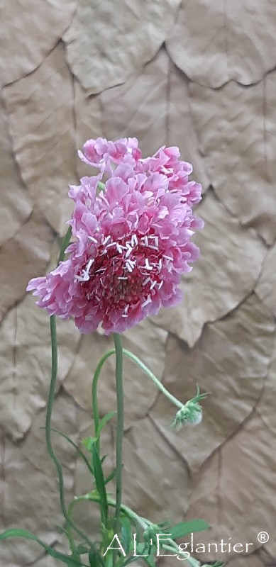 Scabiosa At Candy Scoop