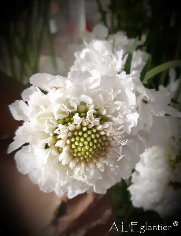 scabiose scoop blanc