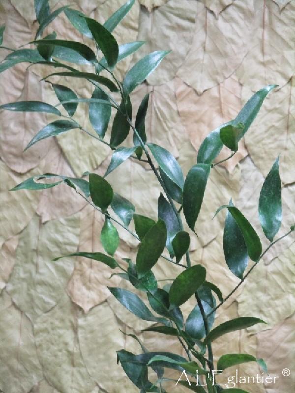 Ruscus