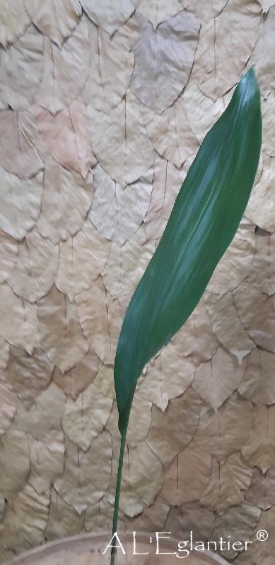 Aspidistra Longue