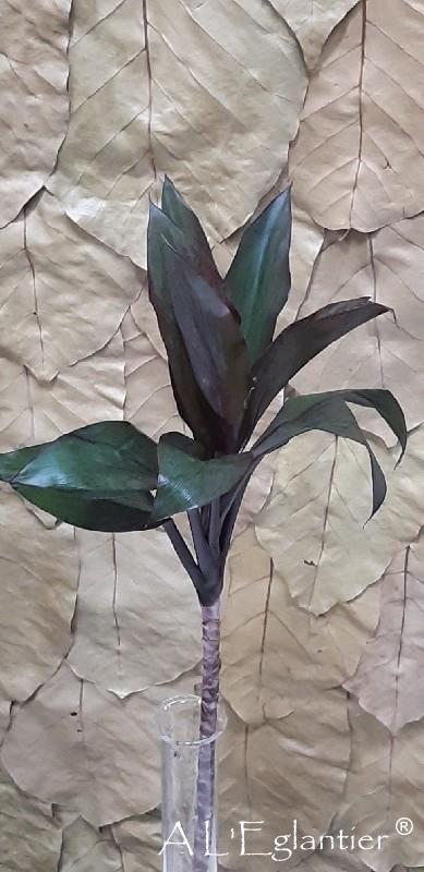 Cordyline Compacta Mauve