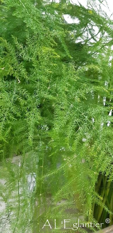 Asparagus Setac Extra Veren