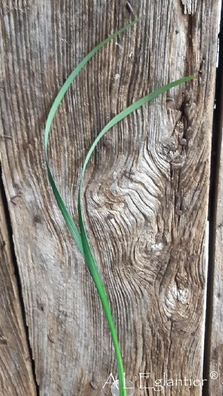Lily Grass