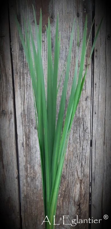Typha