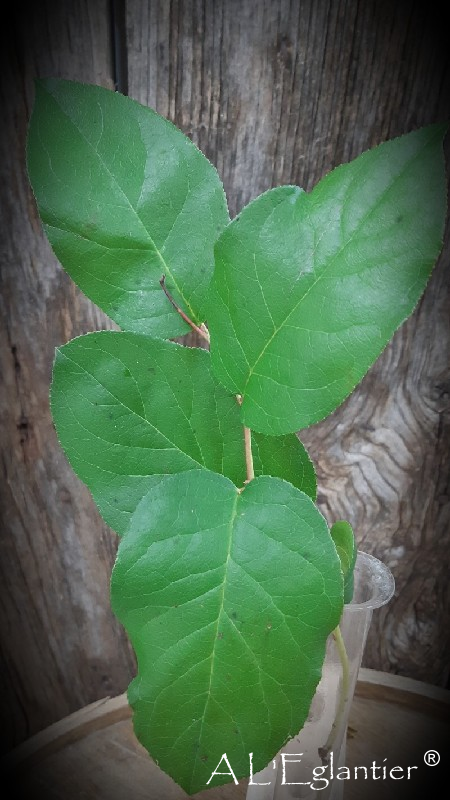 Salal yige