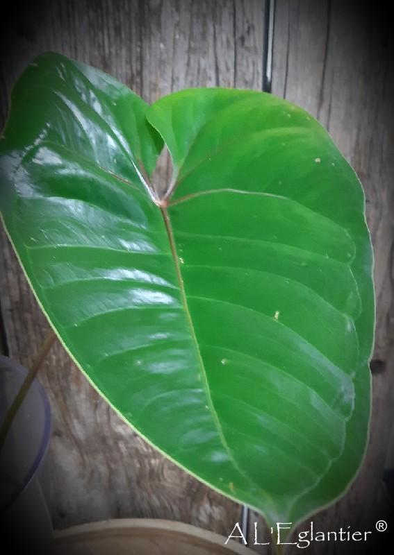 Feuille d anthurium petite taille