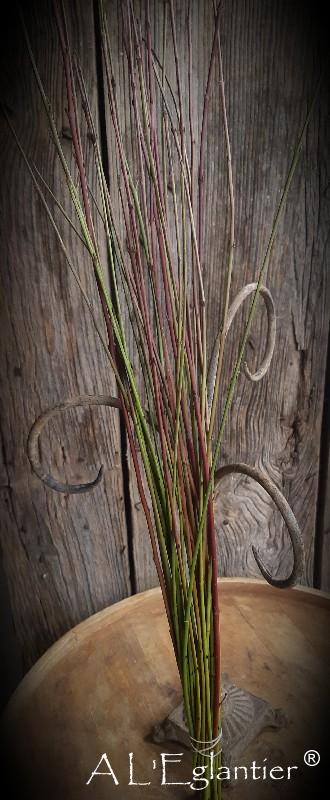 Cornus vert et rouge court