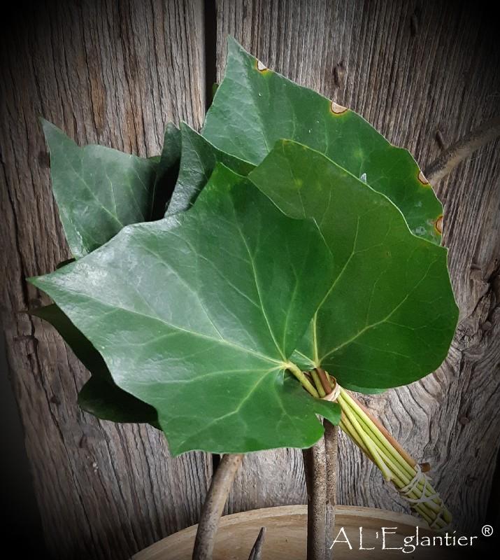 Feuille de lierre