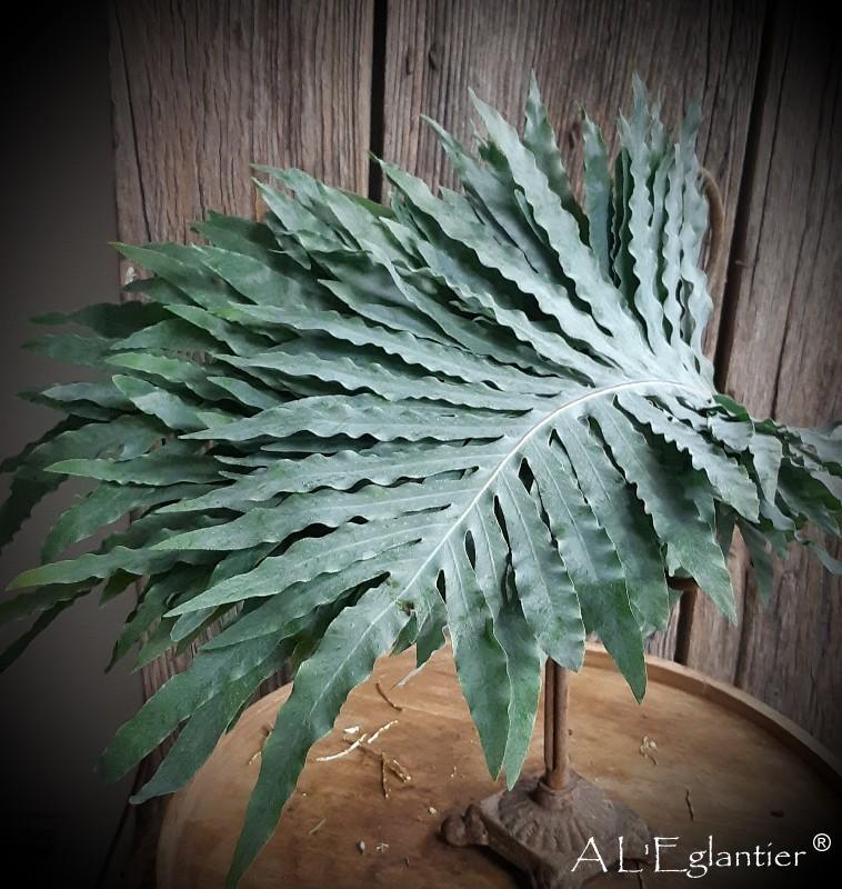 Cyrtonium Bluestar Super en 60/70 cm