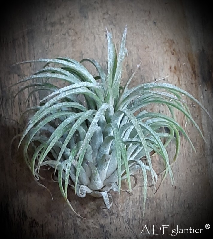 Tillandsia gris